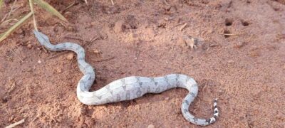 Após se alimentar de pássaro, jiboia é capturada em calçada
