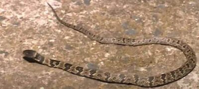 Polícia Militar Ambiental de Porto Murtinho captura serpente peçonhenta da espécie jararaca em residência no centro da cidade