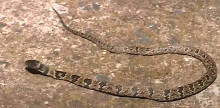 Polícia Militar Ambiental de Porto Murtinho captura serpente peçonhenta da espécie jararaca em residência no centro da cidade