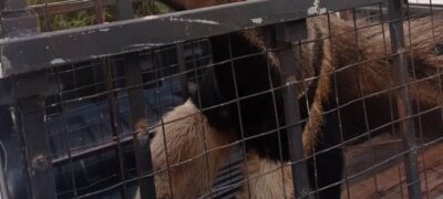 Polícia Militar Ambiental e Bombeiros de Jardim capturam tamanduá-bandeira passeando no centro da cidade