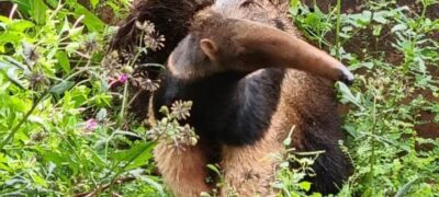 Polícia Militar Ambiental de Costa Rica captura tamanduá-bandeira em quintal de residência no centro da cidade e o devolve à natureza