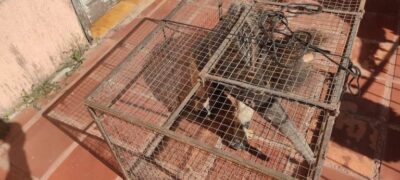 Polícia Militar Ambiental de Bela Vista captura tamanduá-bandeira dentro de banheiro de residência