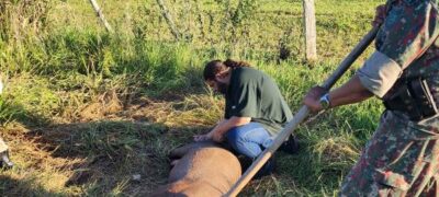 PMA, Bombeiros e biólogos e veterinários do RARAS de Bonito resgatam anta de 270 kg ferida à margem de rodovia