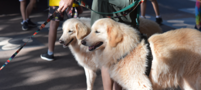Seminário discute política de proteção aos animais em MS nesta terça e quarta