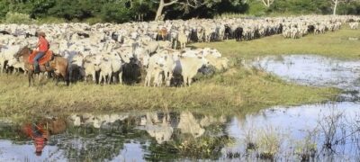 Iagro prorroga prazo para declaração de rebanho no Estado