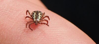 Pesquisadores buscam vacina contra a febre maculosa