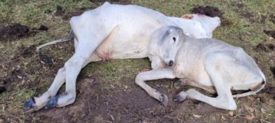 Frio já matou cerca de 2 mil bovinos em MS, segundo a Iagro