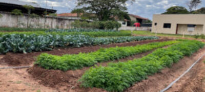 Horta Municipal de Antonio João promove alimentação saudável e atende instituições no município