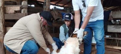 Saúde pretende vacinar 5 mil cães e gatos contra a raiva em Jardim
