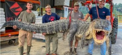 Caçadores batem recorde ao capturar jacaré de 1,8 toneladas e mais de 4 metros