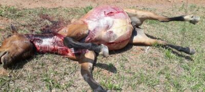 Cavalo é encontrado morto sem o couro em Bela Vista MS