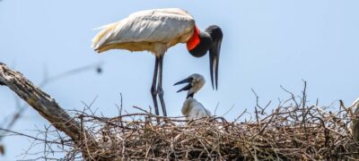 Nos EUA, Riedel discute com bancos mundiais PPPs, potencial de MS e preservação do Pantanal