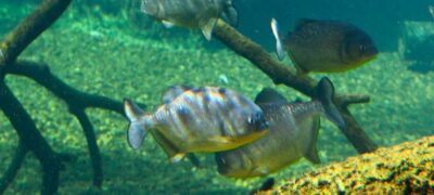 Reprodução de piranhas no Bioparque Pantanal reforça bem-estar animal e conservação
