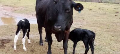 Programa de melhoramento genético via IATF voltado aos pequenos produtores colhe resultados positivo em Caracol