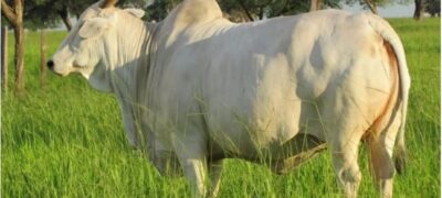 Bela Vista: Vaca número 1 entre 100 mil é destaque de programa de melhoramento