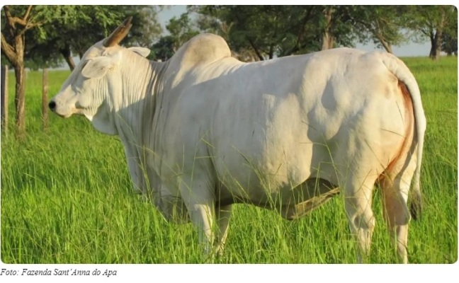Bela Vista: Vaca número 1 entre 100 mil é destaque de programa de melhoramento