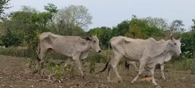 PMA de Coxim autua proprietário rural em R$ 226.500,00 por maus-tratos a animais