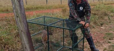 Em Bela Vista mulher acha veado campeiro no quintal de casa