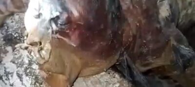 Mistério em Guia Lopes: Vídeo de suposto “Chupa-cabra” encontrado viraliza