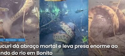 Sucuri dá abraço mortal e leva presa enorme ao fundo do rio em Bonito