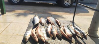 PMA de Águas do Miranda prende homem por transporte irregular de pescados