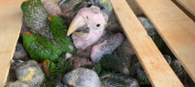 PMA de Batayporã autua homens em R$ 1.040.000,00 pelo tráfico de animais silvestres