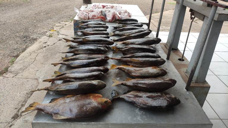 PMA de Porto Murtinho autua homem por pesca ilegal