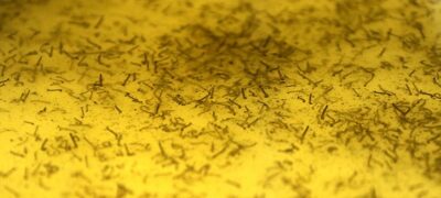 Casos de dengue crescem em MS e proliferação pode ser evitada com cuidados básicos