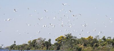 Lei do Pantanal: proposta entregue prevê ampliar proteção e reduzir desmatamento