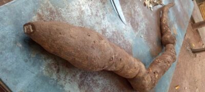 Bela-vistense colhe mandioca que pesa mais de 9 kg; ‘Fartura’