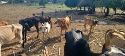 PMA de Coxim autua produtor rural por maus tratos