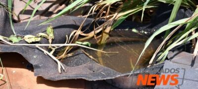MS tem 5 mortes em investigação por dengue e número de casos chega perto de 40 mil