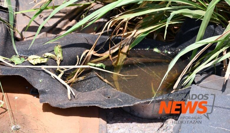 MS tem 5 mortes em investigação por dengue e número de casos chega perto de 40 mil