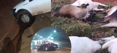 Raio atinge propriedade rural e mata 12 vacas prenhas em cidade de MS