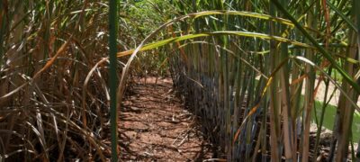 Usinas de etanol batem recorde de produção com apoio do Governo aos biocombustíveis
