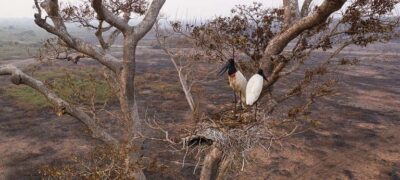 Chamas no Pantanal: O Grito Silencioso da Natureza