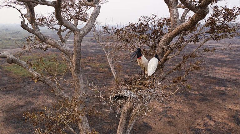 Chamas no Pantanal: O Grito Silencioso da Natureza