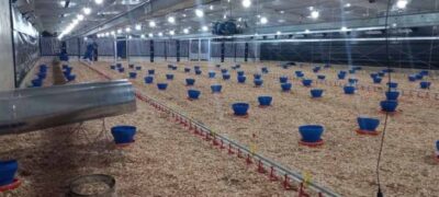 Frango Vida: incentivo a avicultura de MS garante mais de R$ 35 milhões aos produtores e ânimo ao setor
