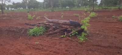 PMA de Aquidauana autua homem por exploração ilegal de vegetação nativa