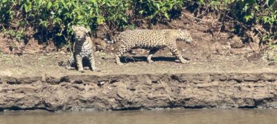 Sumiço de onça-pintada no Pantanal gera dano ambiental, social e econômico