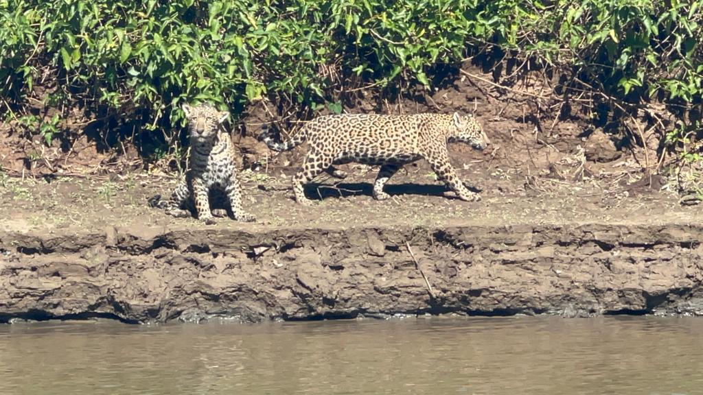 Sumiço de onça-pintada no Pantanal gera dano ambiental, social e econômico