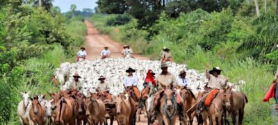 Ministério da Agricultura confirma MS como área livre de febre aftosa sem vacinação