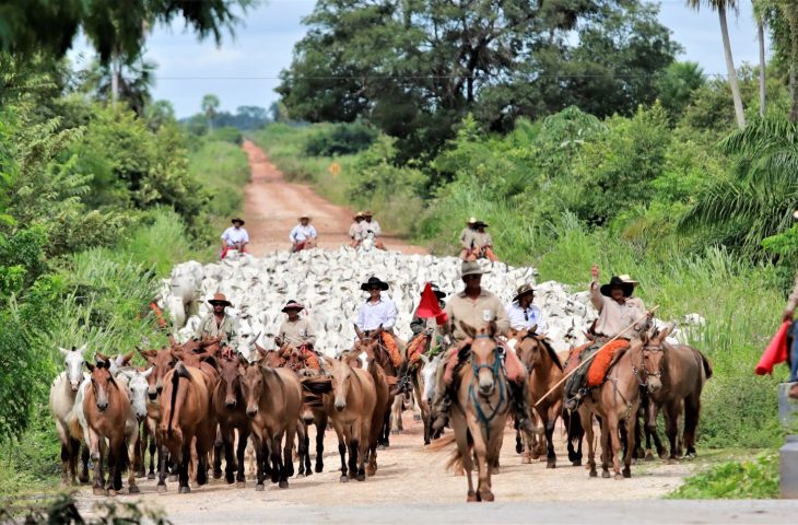 Ministério da Agricultura confirma MS como área livre de febre aftosa sem vacinação