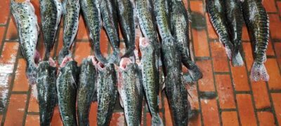 “PMA de Corumbá apreende 108KG de pescado irregular e 600 metros de rede no Rio Paraguai”