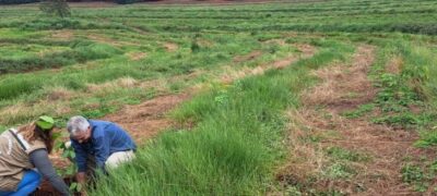 Projeto “Sementes do Taquari” muda cenário de parque com plantio de mudas e recuperação de áreas degradadas