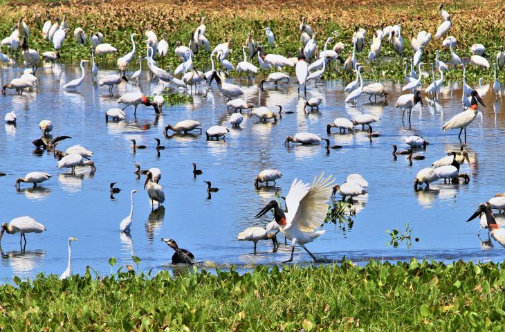 ONGs destacam parceria com o Governo de MS no trabalho conjunto contra incêndios no Pantanal