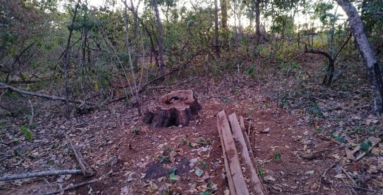 Fiscalização Ambiental Constata Exploração Ilegal de Vegetação Nativa em Assentamento