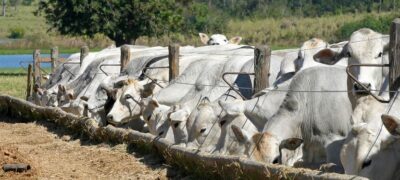 Pantanal Tech MS promoverá painéis empresariais sobre mercado da carne e nutrição animal  