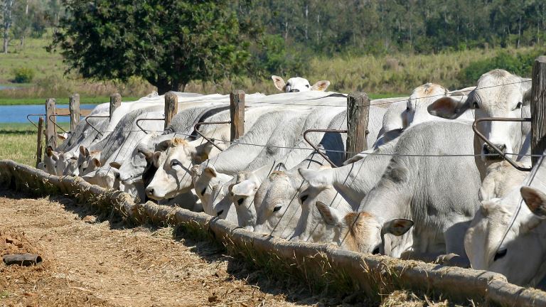 Pantanal Tech MS promoverá painéis empresariais sobre mercado da carne e nutrição animal  