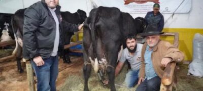 Sem cuidados especiais, vaca girolando produziu 103 kg de leite em Minas Gerais